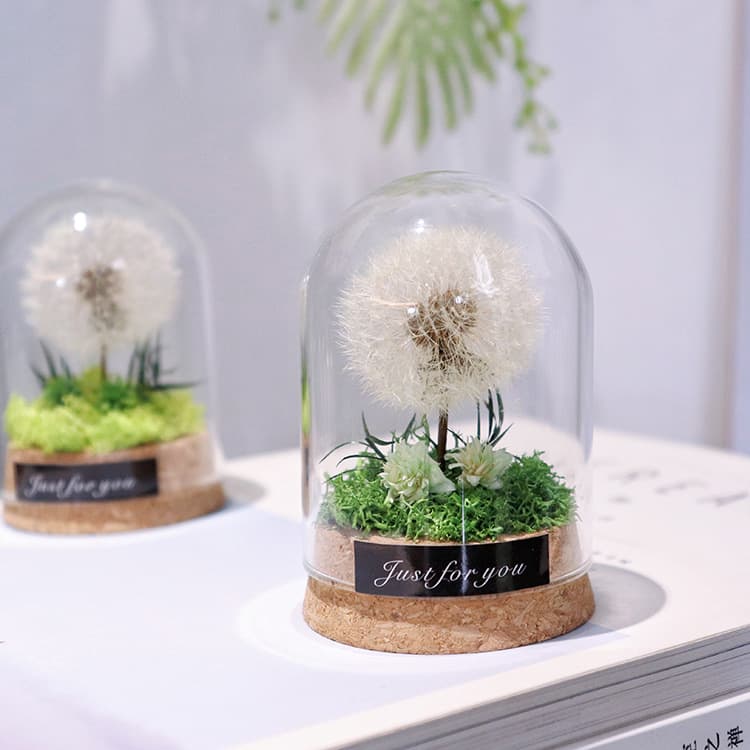 Preserved Flower 6*8cm Dandelion Glass Cover Women's Day Teacher's Day Mother's Day Valentine's Day Gifts for Relatives