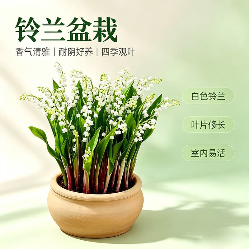 Lily of the Valley seedlings with buds, fragrant flowers, green plants for balcony and home, perennial cold-hardy plant, Lily of the Valley roots