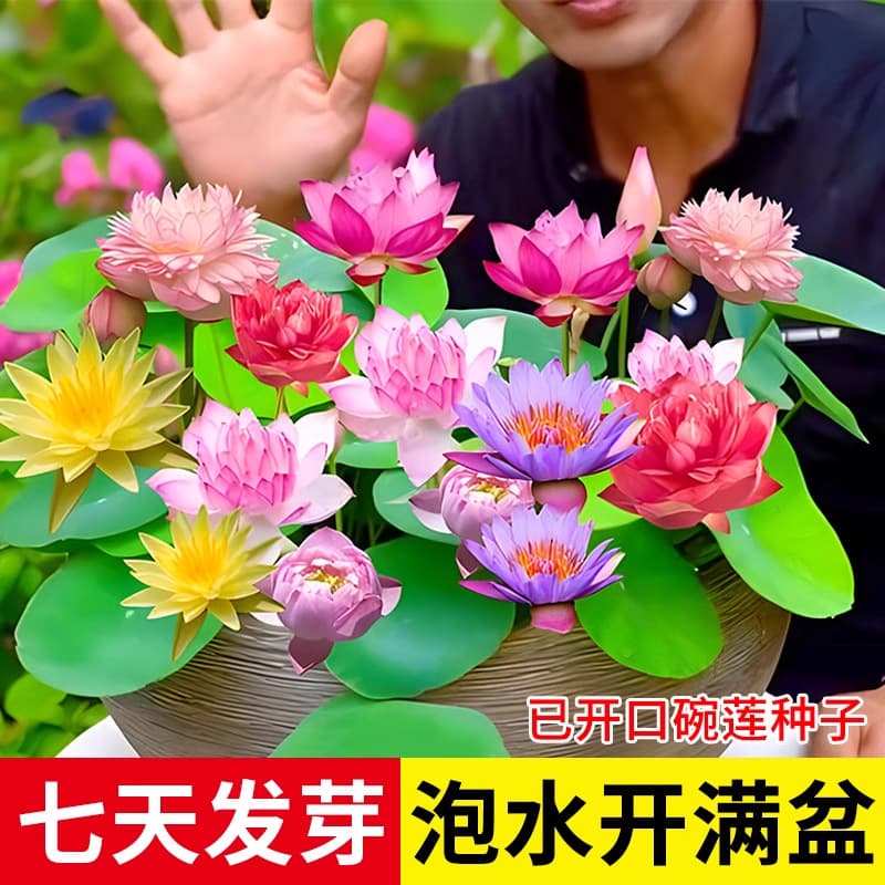 Wholesale Pre-Scarified Lotus and Water Lily Seeds, Four-Season Aquatic Plants, Non-Bowl Lotus Seeds
