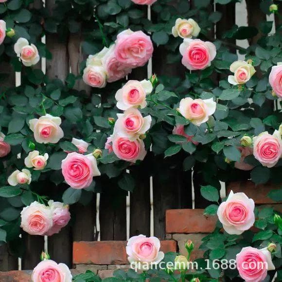 Wholesale Climbing Rose Seedlings, Arch Rose Eden Rose Pot, Multi-flower Rosa Rugosa Blooms Same Year