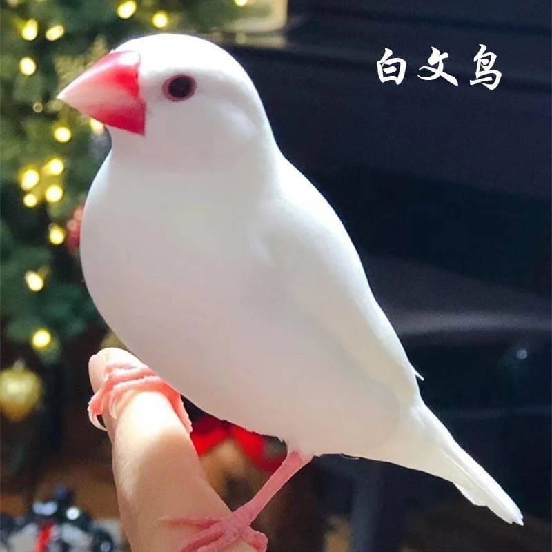 Live Pearl Birds - Gray and White Java Sparrows, Multicolored Java Sparrows, Gray and White Pearl Birds, Cute Pet Birds, Pair, Hand-Fed