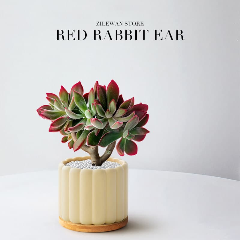 Succulent Plant Pot - Echeveria Pulvinata Red Bunny Ears, Office Desktop Flower Pot, Easy-to-Grow Succulent Green Plant