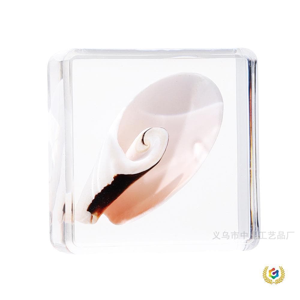 ✅ Zhenfang Crafts Factory Marine Biology Seashell Specimen Custom Sample Educational Teaching Model Marine Science