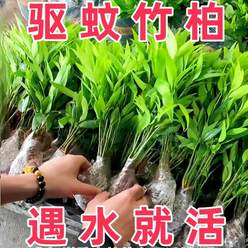 Bamboo and cypress potted green plants, mosquito-repellent bamboo hydroponic mosquito-repellent plants, indoor and outdoor mosquito killers, office desks, water-cultured flowers