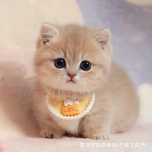 Pure Blue Golden Shorthair Munchkin Kitten Live Pet, Golden Chinchilla Longhair Kitten, Gentle and Affectionate Cat