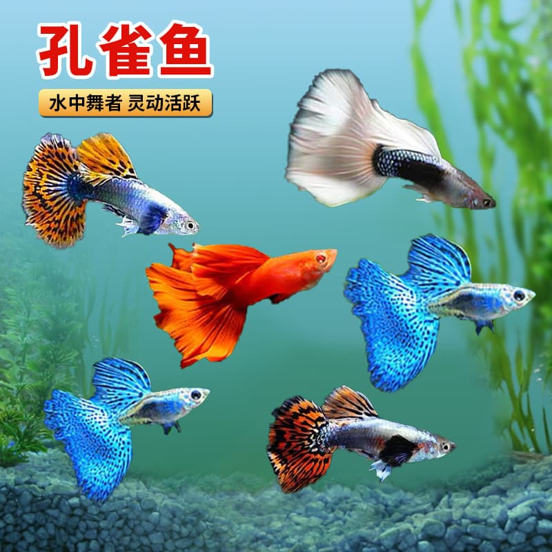 Ice Blue Guppy Live Guppy Live Birth Fish Tropical Ornamental Fish Wholesale All Red Big Ear Blue Grass Tail Sky Blue