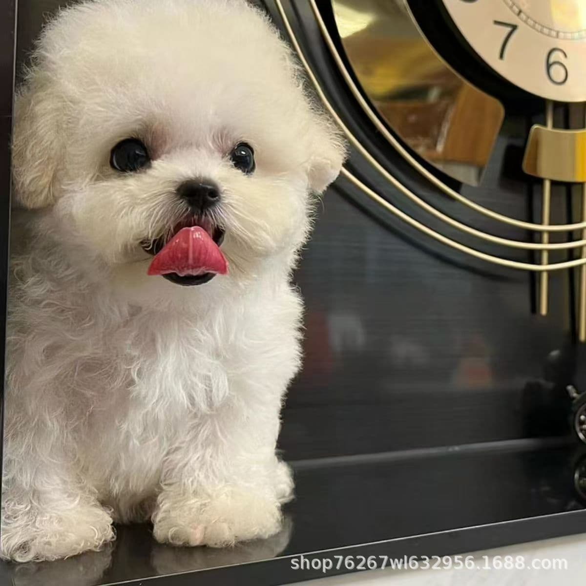 Cute Bichon Frise Puppy Live Dog Teddy Dog Small Dog Teacup Dog Toy Dog Pet Dog Puppy