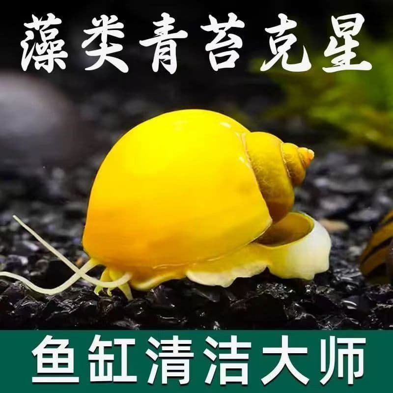 Cleaner Fish, Golden Apple Snail, Tropical Ornamental Fish, Siamese Algae Eater, Rat Fish, Aquarium Algae Removal Small Tool Fish