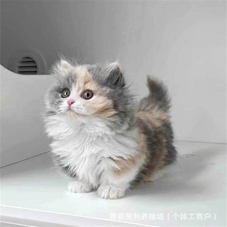 For Sale Calico Napoleon Short-legged Cat Live Pure White Odd-eyed Kitten Live Purebred Short-legged Rare Odd-eyed