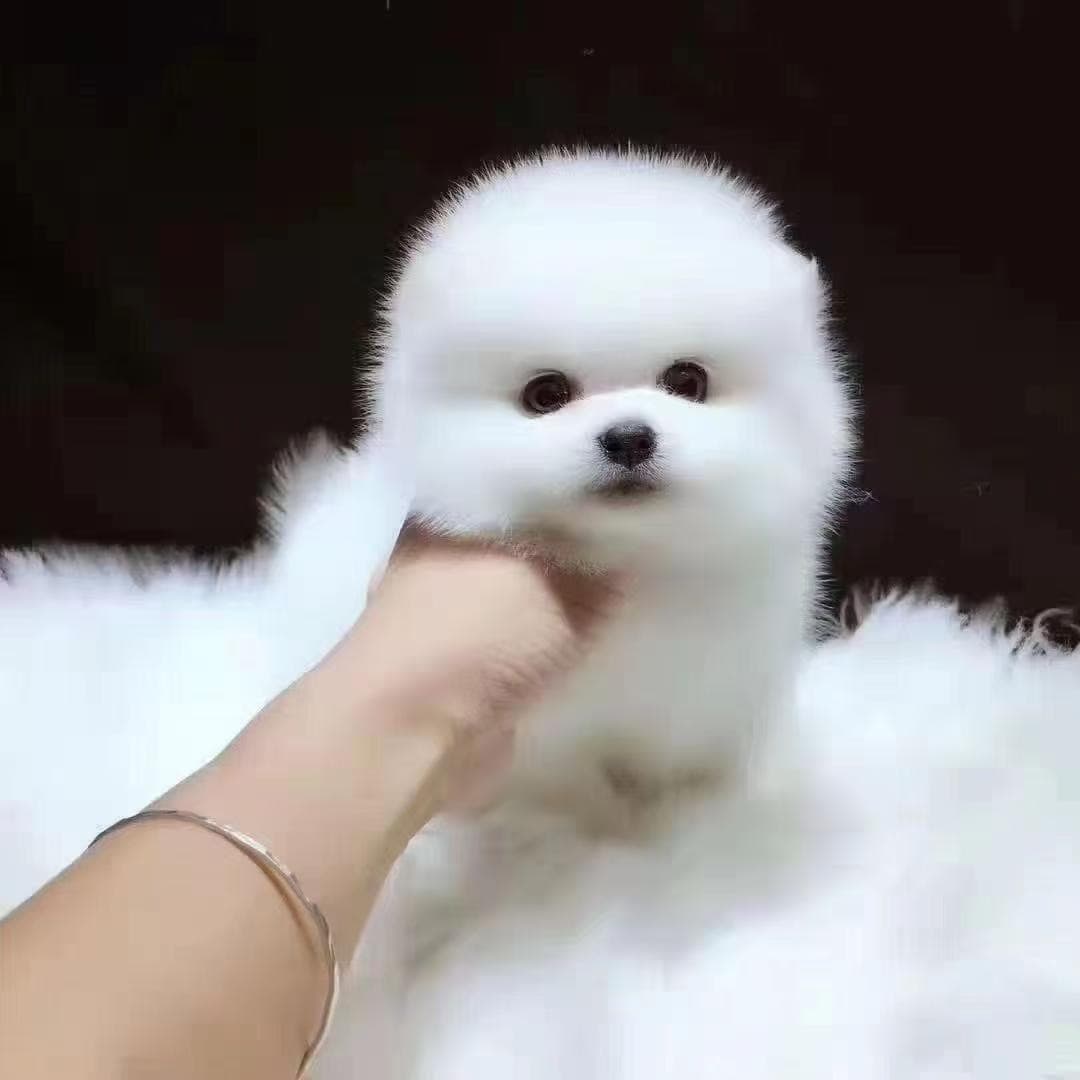 Purebred Pomeranian Puppy Live Pet Small Dog Teacup Pomeranian Live Dog Pet Dog Wholesale