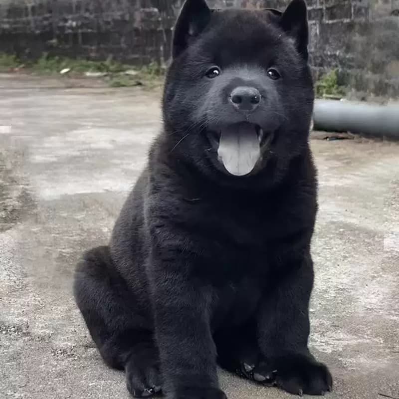 Purebred Chinese five-black pastoral dog, tiger head, cat ears, big head, all black tongue, Guangxi Pastoral Terrier Puppy