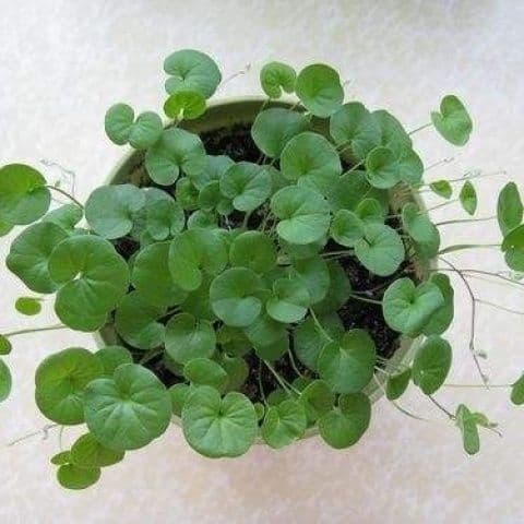 Factory Manager Wholesale Various Potted Flower Seeds 100pcs Pennywort Seeds Marsh Pennywort Seeds Money Grass Seeds