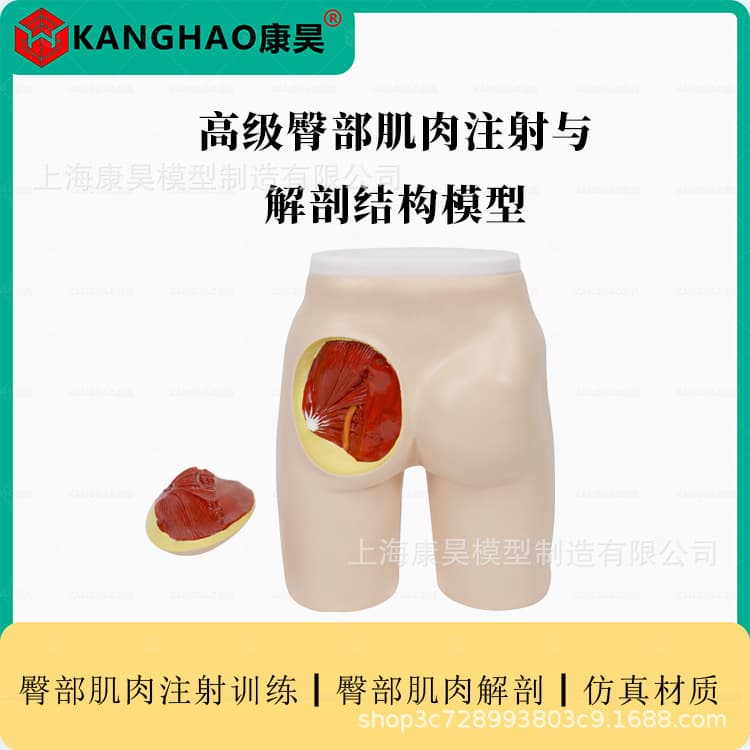 Advanced buttock muscle injection Buttock injection and anatomy model Buttock muscle anatomy model