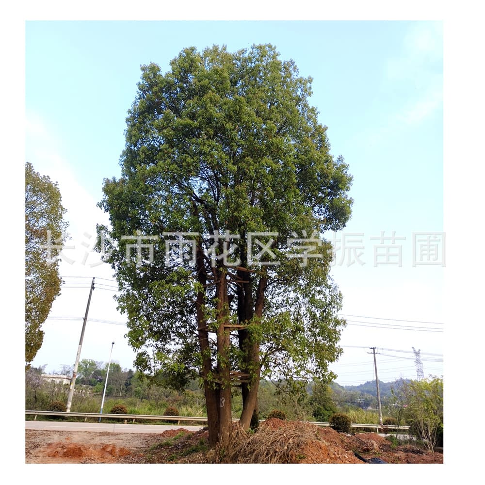Nursery supply multi-trunk camphor tree, 4-5 trunk cluster camphor, multi-head camphor tree, Hunan camphor, competitive prices