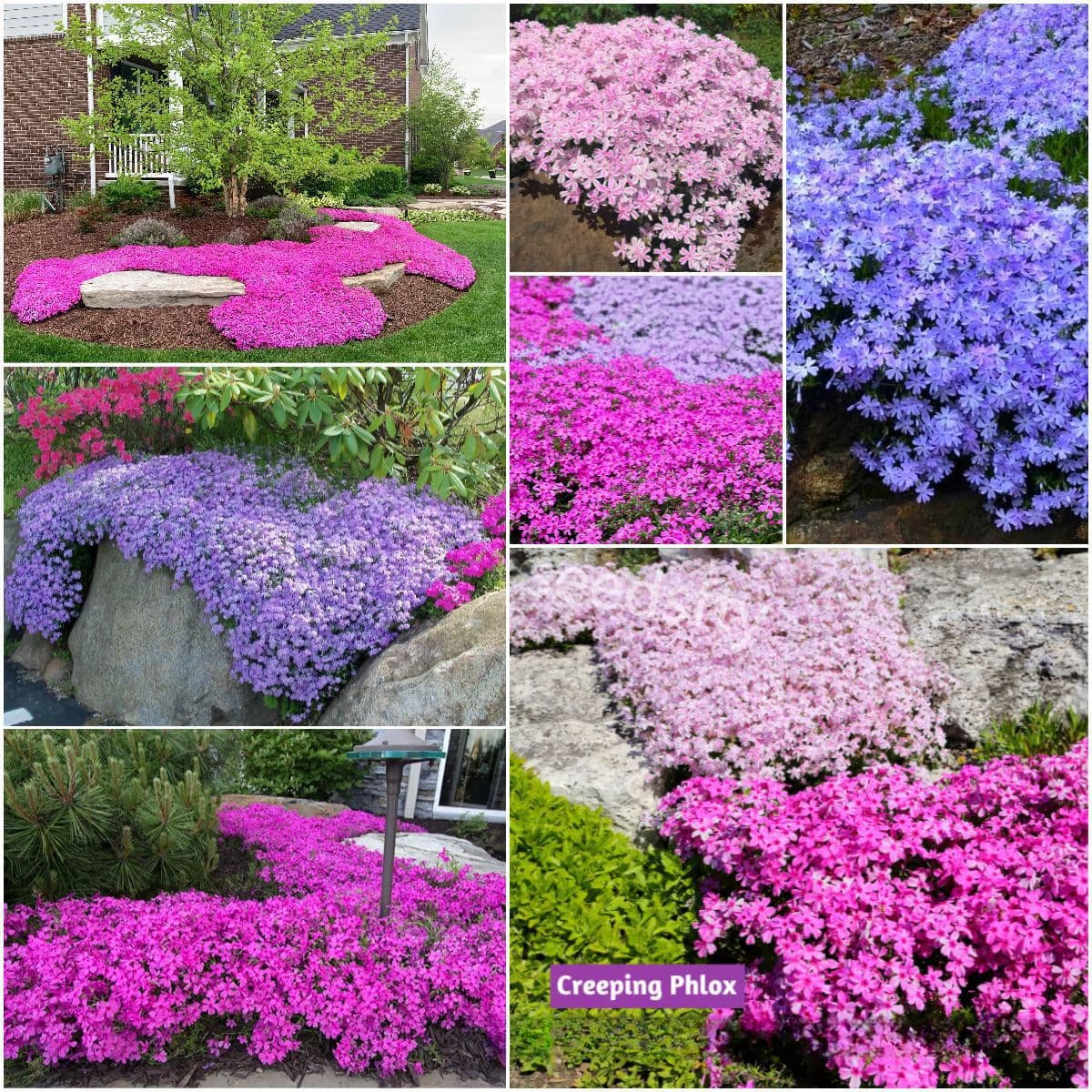 [E-commerce Purchase] Phlox Seeds Mixed Color Cherry Blossom Seeds Easy to Grow in All Seasons Perennial Flower Seeds