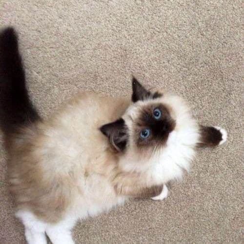 Top-quality Colorpoint Ragdoll, Shaded Cat, Blue Cat, Tabby Cat, Golden Shaded Cat, Long-haired Fluffy Cute Cat