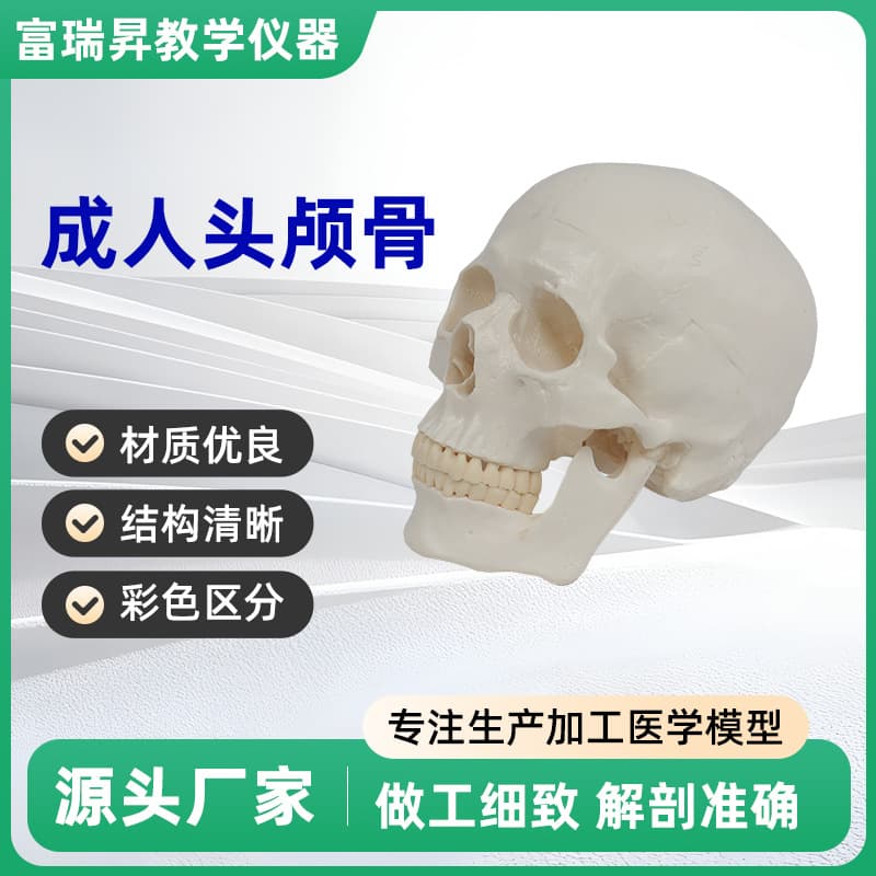 Teaching skull natural adult skull model anatomy teaching model medical school clinical teaching supplies