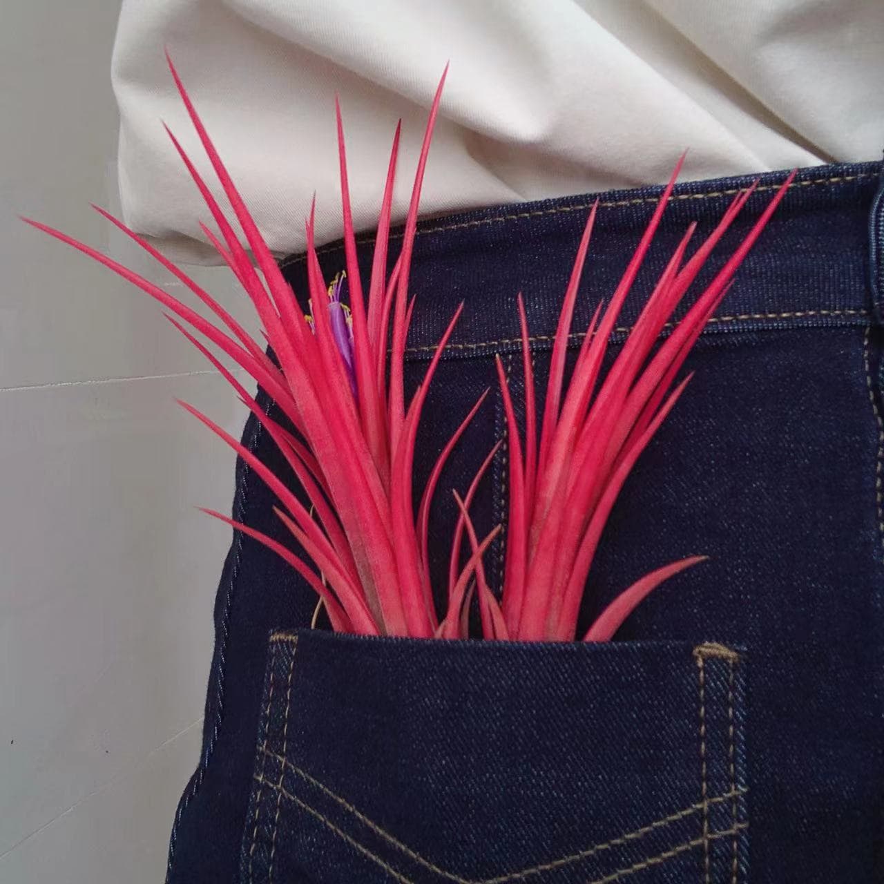 Bejing - Beikeli X Spirit Air Plant Soilless Plant Lazy Green Plant