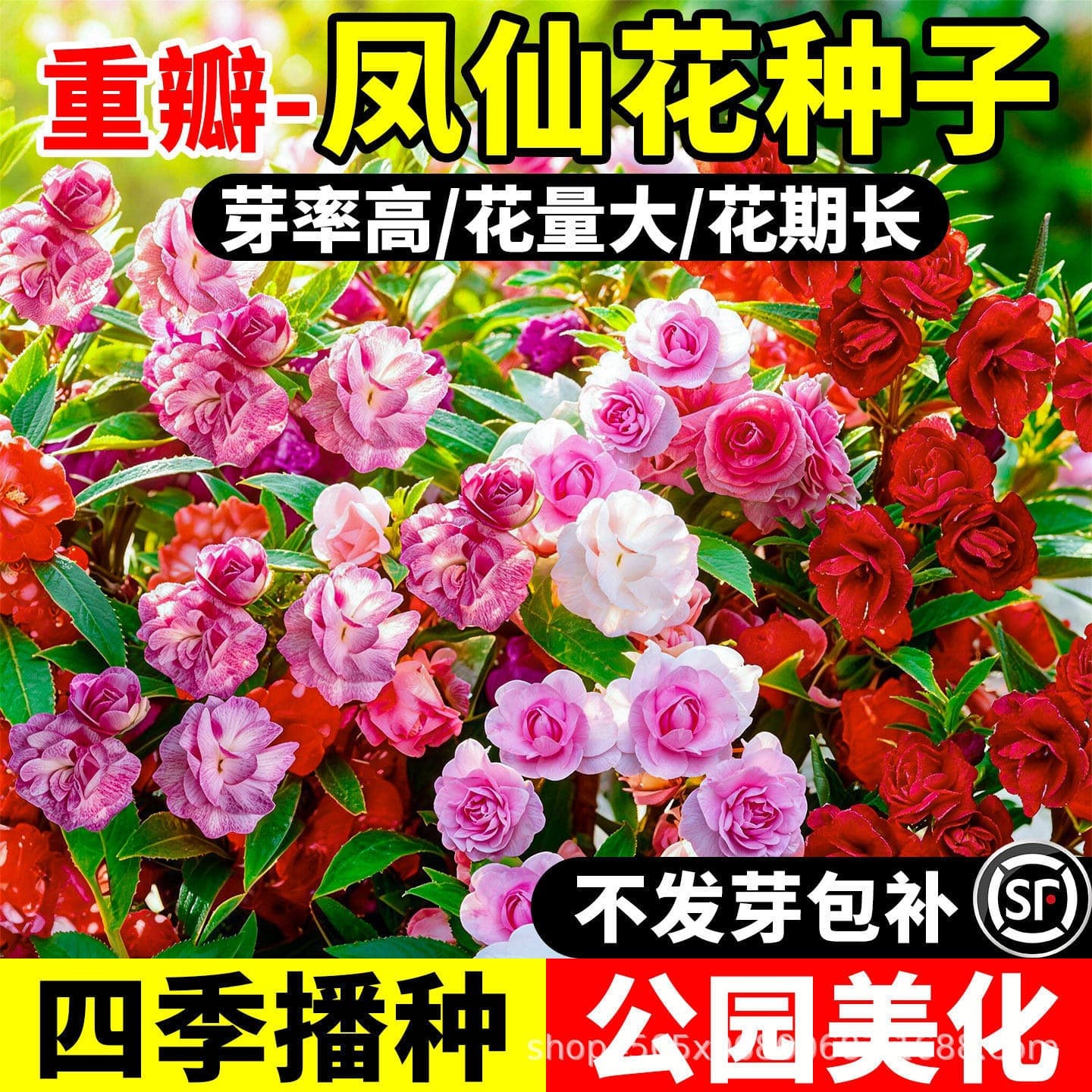 Impatiens seeds for all-season sowing, blooming in gardens, indoors, and outdoors for flower sea landscaping, double-flowered seeds for balcony pot planting