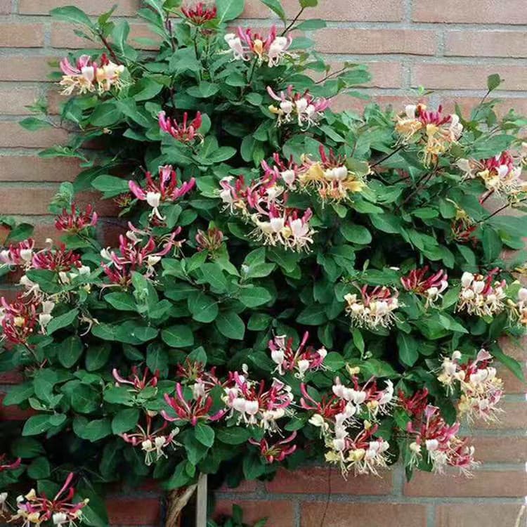 Wholesale medicinal honeysuckle tree seedlings for pots or ground planting, red and yellow varieties with abundant flowering in the first year, great discounts