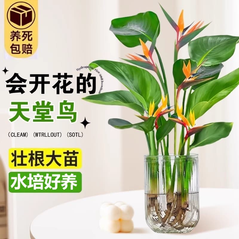Bird of Paradise Hydroponic Plants Flowers Living Room Green Ivy Potted Golden Diamond Lucky Bamboo Monstera Easy-to-Grow Greenery