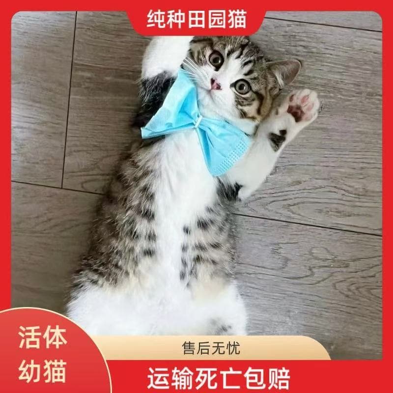 Chinese Domestic Cat Live Kitten Pet Cat Authentic Homebred Orange Cat Cow Cat Calico Cat Mouser Cat