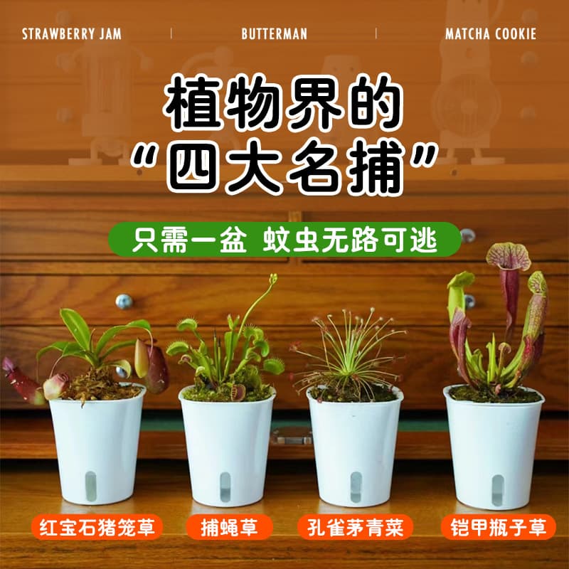 Extra-Large Venus Flytrap Potted Plants, Kindergarten Pitcher Plants, Carnivorous and Insect-Eating Flowers, Hydroponic Sundews for Mosquito Repellent and Greenery