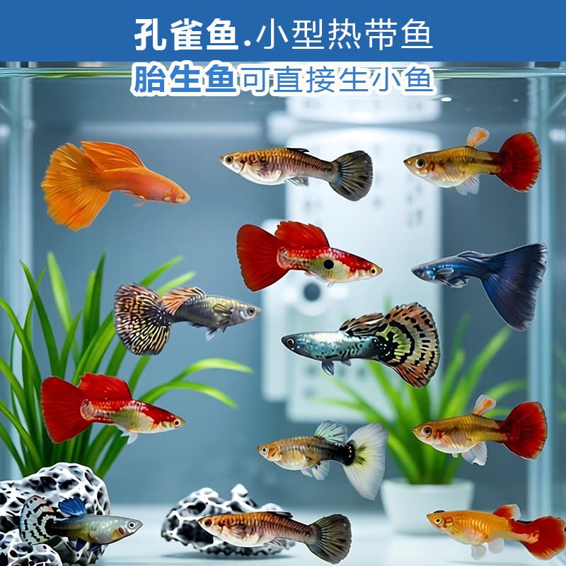 Guppy Big Ear, Lace, Platinum Red Tail, Full Red, Brazilian Red Fan, Freshwater Tropical Ornamental Fish, Livebearer