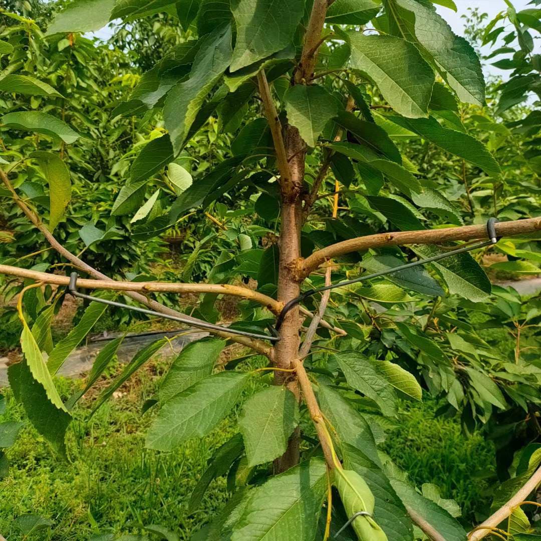 Yongde Improved Fruit Tree Branch Puller, Angle Opener, Branch Bender, Branch Pulling Tool, Branch Shaper