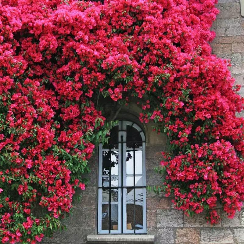 Extra Large Seedlings of Red Woody Fragrant Flower, Blooming All Seasons, Climbing Vines, White and Yellow Woody Fragrant Flower Seedlings, Potted Courtyard Fragrant Florals