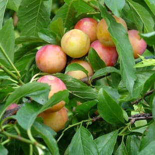 Early-Ripening March Plum Tree, Plum Tree Seedling, Sanhua Plum Seedling, Grafted Fruit Tree Seedling, Fengtang Plum Tree Seedling, Bears Fruit Same Year