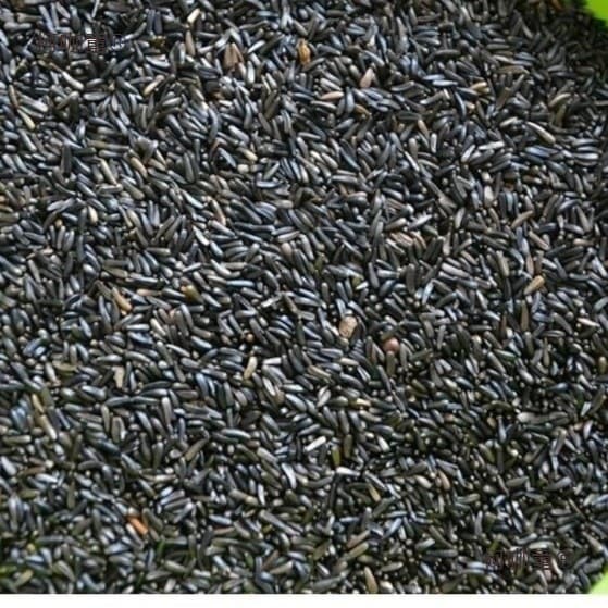 Niger Taibao bird promotes the reproduction of hibiscus black tip and eats bird wheat to improve the sex of jade bird jade canary grass seed bird food