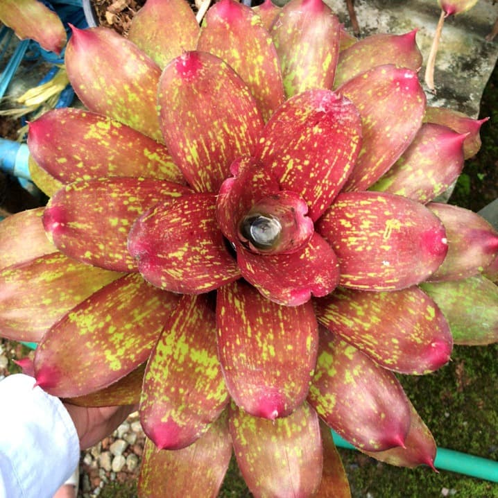 Tank Bromeliads Cryptanthus, Miniature Clustering Variety for Rainforest Paludarium Landscaping Wholesale