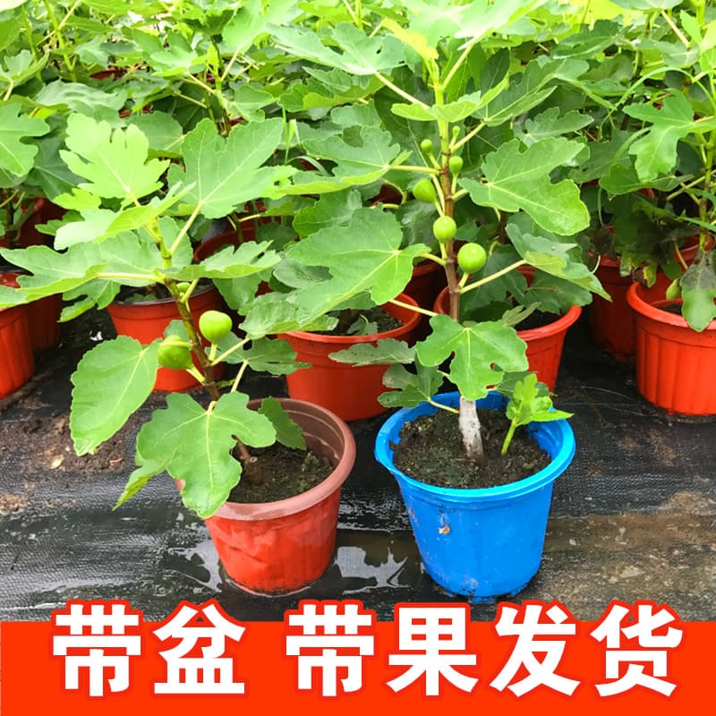 Fig Tree Potted Seedling Large Fruit Suitable for South and North China Varieties: Bojihong, Banana, Green Skin Fig Tree with Fruit