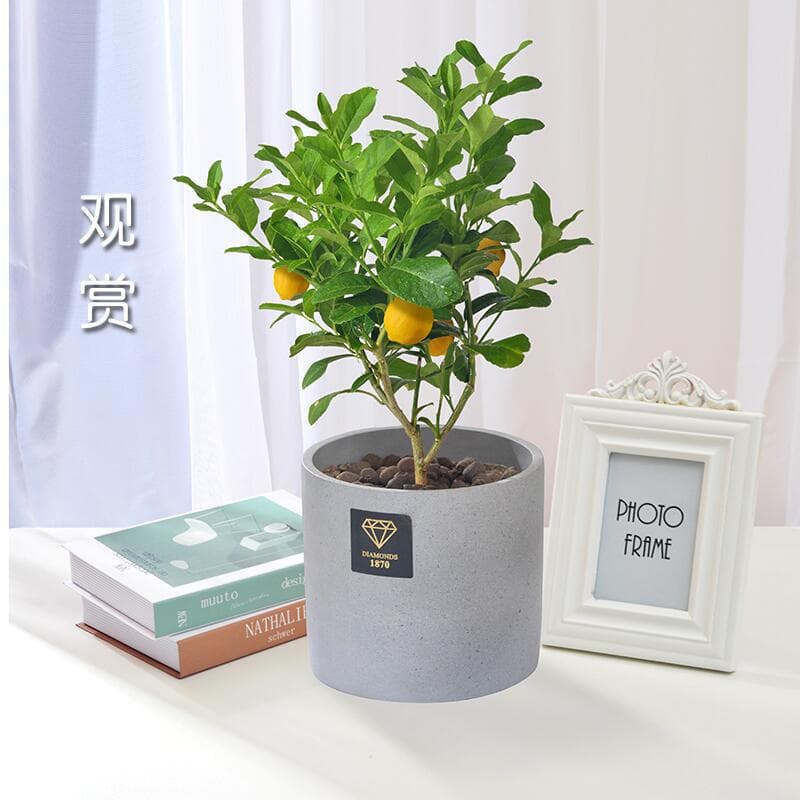 Lemon Tree Seedling with Fruit, Lemon Seedling, Green Potted Plant, Indoor Balcony Courtyard Plant, Bears Fruit Year-Round, Fragrant Lemon Tree