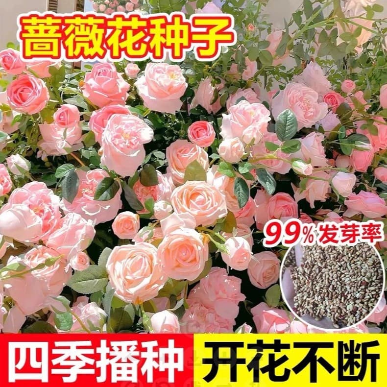 Four-season sowing and blooming climbing rose seeds for outdoor garden, wall-climbing rose seeds