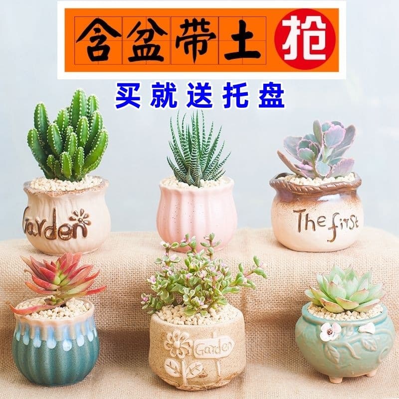 Succulent Plant Combination Pot, Easy to Grow Haworthia, Includes Pot and Soil, Office Desktop Green Plant