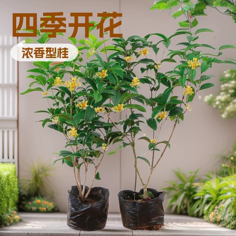 Four Seasons Osmanthus Potted Plant, Golden Osmanthus, Strong Fragrance, Blooms Year-Round in Courtyard, Old Stump Ground Planting, Dwarf Plant, Easy to Grow
