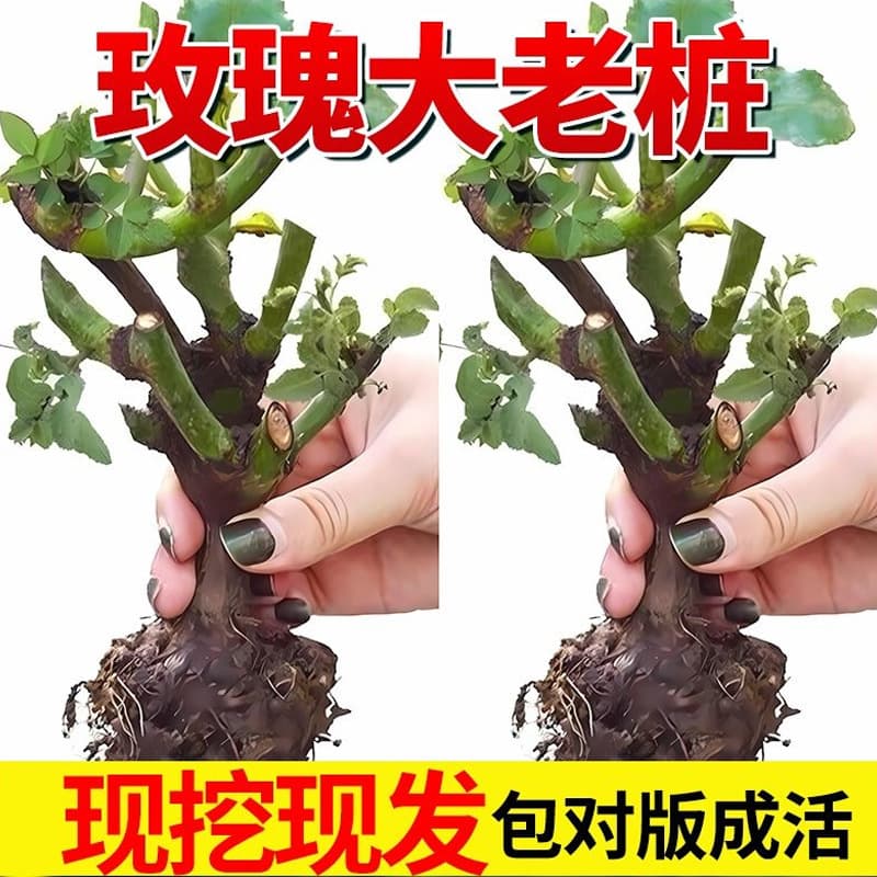 [Yunnan] Kunming Rose Seedlings with Old Stumps Blooming Back Then ?? Large flowers, strong fragrance, old Chinese roses, green flowers