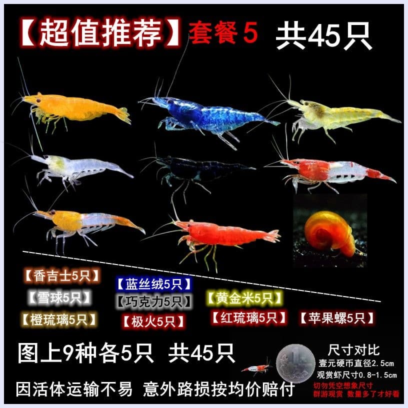 Small Mixed Neocaridina Shrimp for Beginners, Algae-Eating, Hardy Freshwater Ornamental Shrimp, Small Size