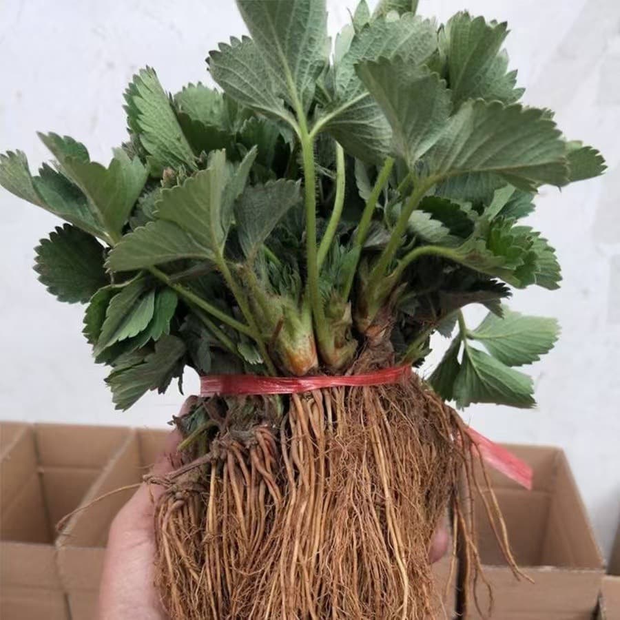 [Strawberry Seedling Wholesale] Bare Root Dwarf Large Leaf Strawberry Seedlings Cream Strawberry Seedlings for Ground Planting in North and South