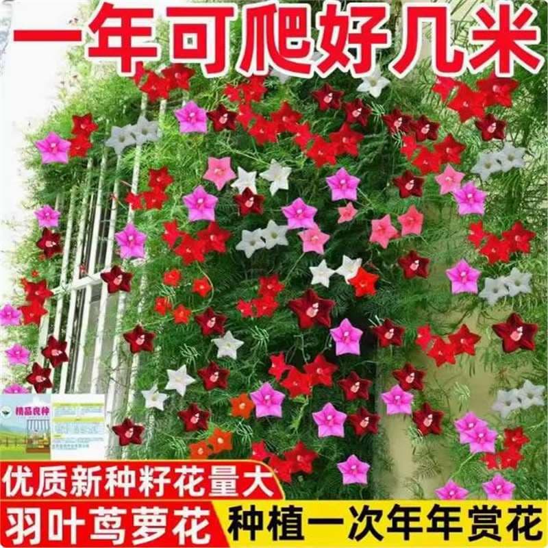 Cypress Vine Seeds for Garden Climbing Plants, Five-Star Flower, Wall-Climbing Potted Plants, Balcony Four-Season Flower Seeds