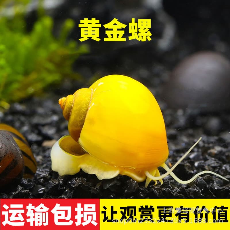 Ornamental Snails, Aquarium Pets, Golden Snails Live, Fish Planted Tank Cleaners, Ornamental Snails, Aquatic Bottom Dwellers, Algae-Eating Tool Snails