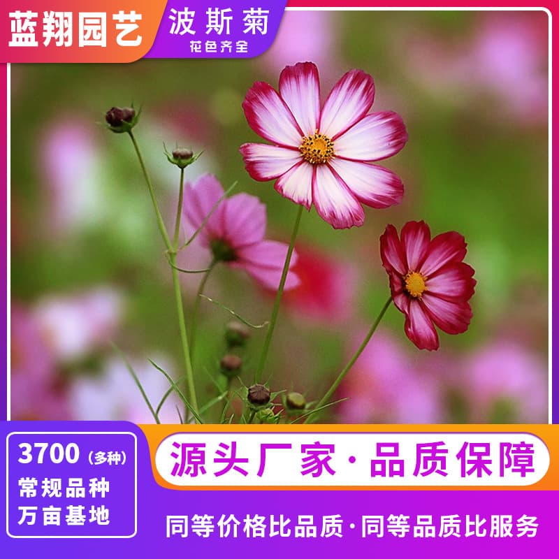 Single Petal Cosmos Flower Seeds, Double Petal Cosmos Seeds, Easy to Grow in All Seasons, Wildflower Mix, Wholesale Flower Seeds