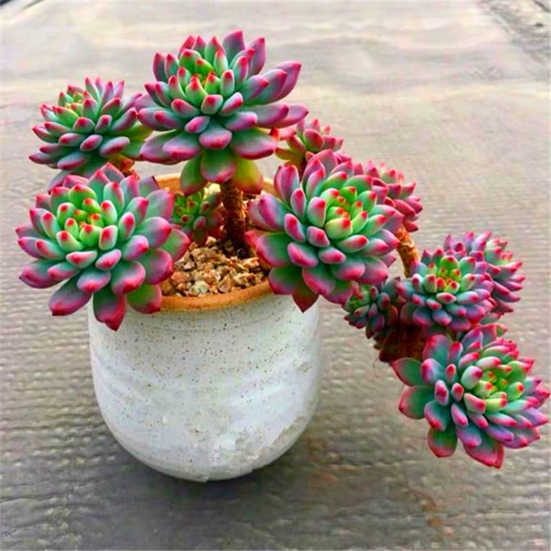 Blue Apple succulent old stump cliff stump clearing greenhouse multi-headed large old stump super large winter succulent plant