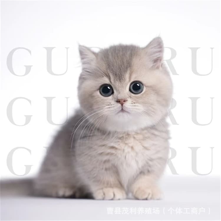 Purebred blue gold gradient short-footed kitten British short cat live animal long hair gradient cat kitten wholesale pure bloodline