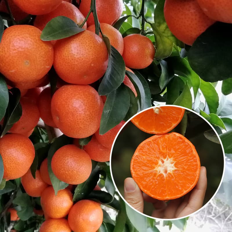 Sugar orange saplings, grafted orange seedlings, authentic golden autumn sugar orange seedlings, Sihui sugar orange seedlings, current year’s results