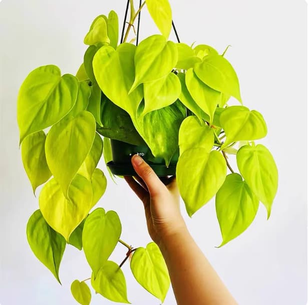 Lemon Lime Philodendron Heart-Shaped Leaves Climbing or Hanging Trending Tropical Balcony Plant Lemon-Colored Potted