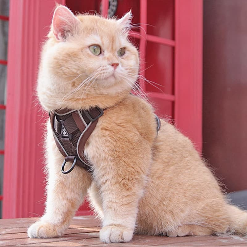 New cat leash vest style pet chest harness with reflective and breathable material