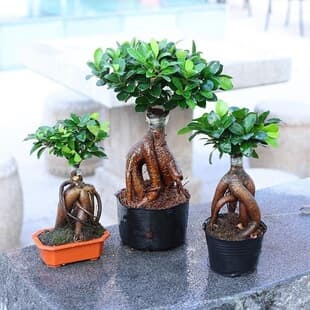 Money Tree Bonsai, Old Stump Ficus Microcarpa Seedling, Shaped Bonsai, Ginseng Ficus, Easy to Grow, Root Lifting Green Plant, Large Tree